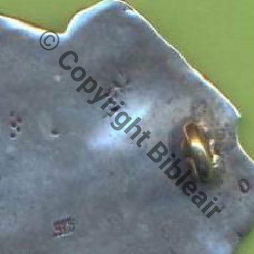 124 FAUX SPA.124  MADE IN USA DOS FAUX POINCONS Src.Y.GENTY 